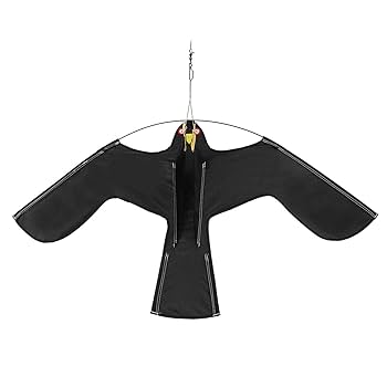 太った鳥 オオタカメスの飛翔顔のアップ 相変わらず鷹を真ん中に入れられ